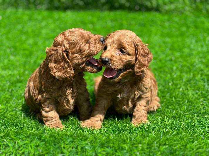 Poodle Puppies for Sale In Noida